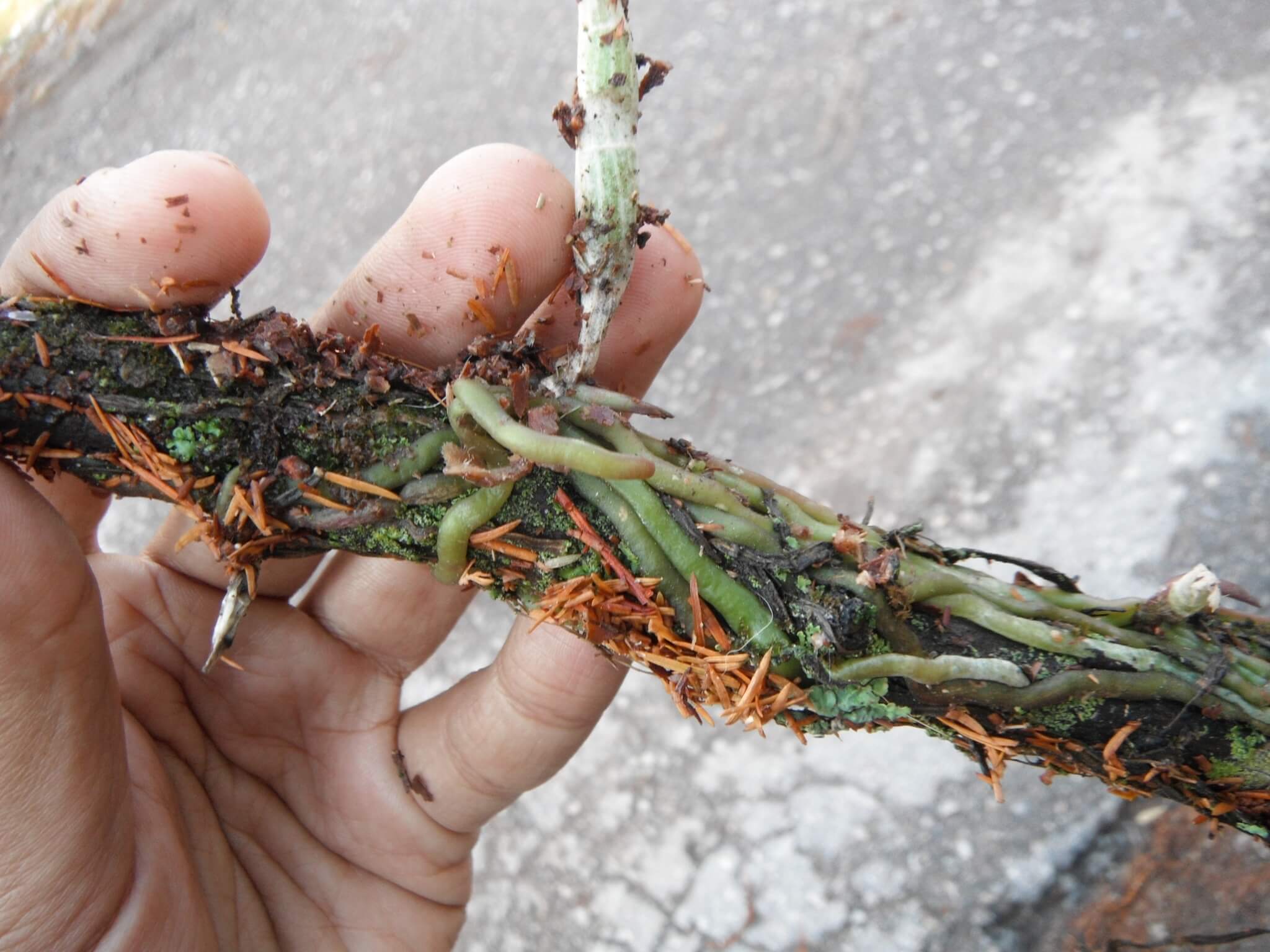 Barkeria obovata